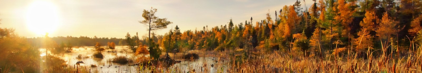 a lagoon within a forest setting